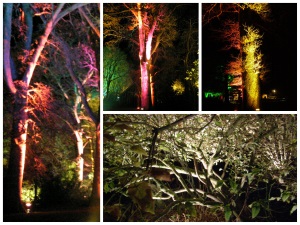 Floodlit trees at Westonbirt