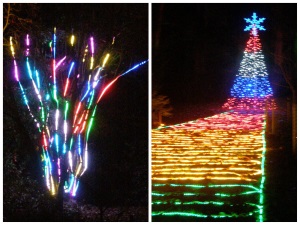Christmas Lights at Westonbirt