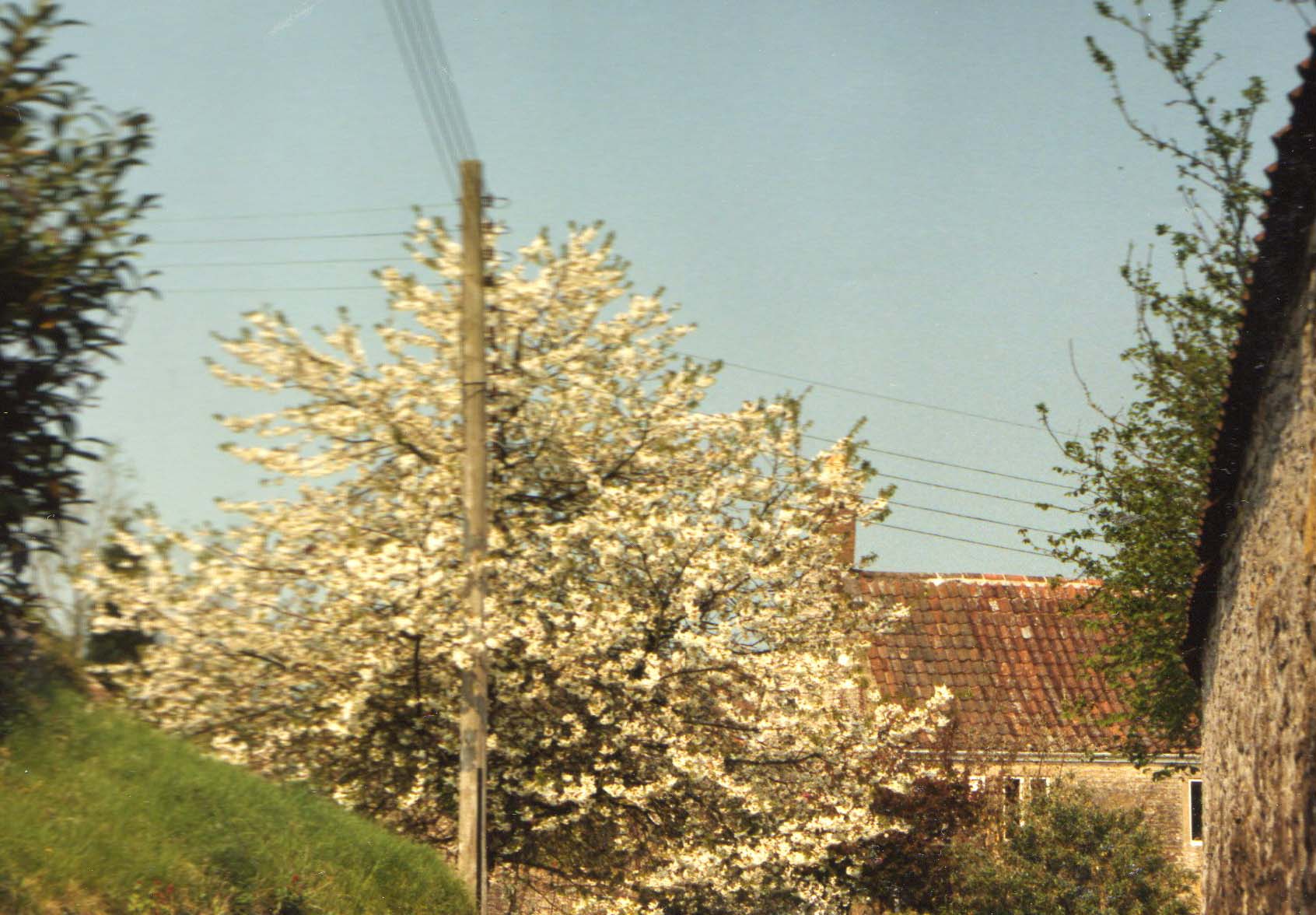 1992 Spring 1992 WI Cherry tree.jpg