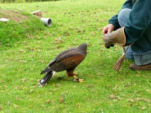 Hawk-no-just-for-food-03
