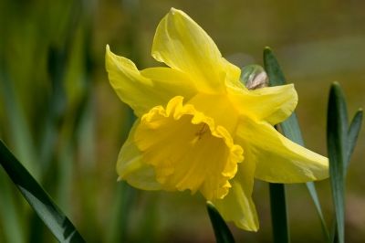 Daffodil