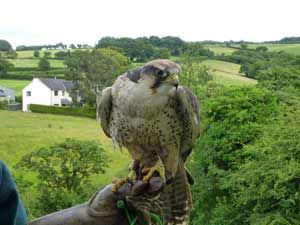 Hawk