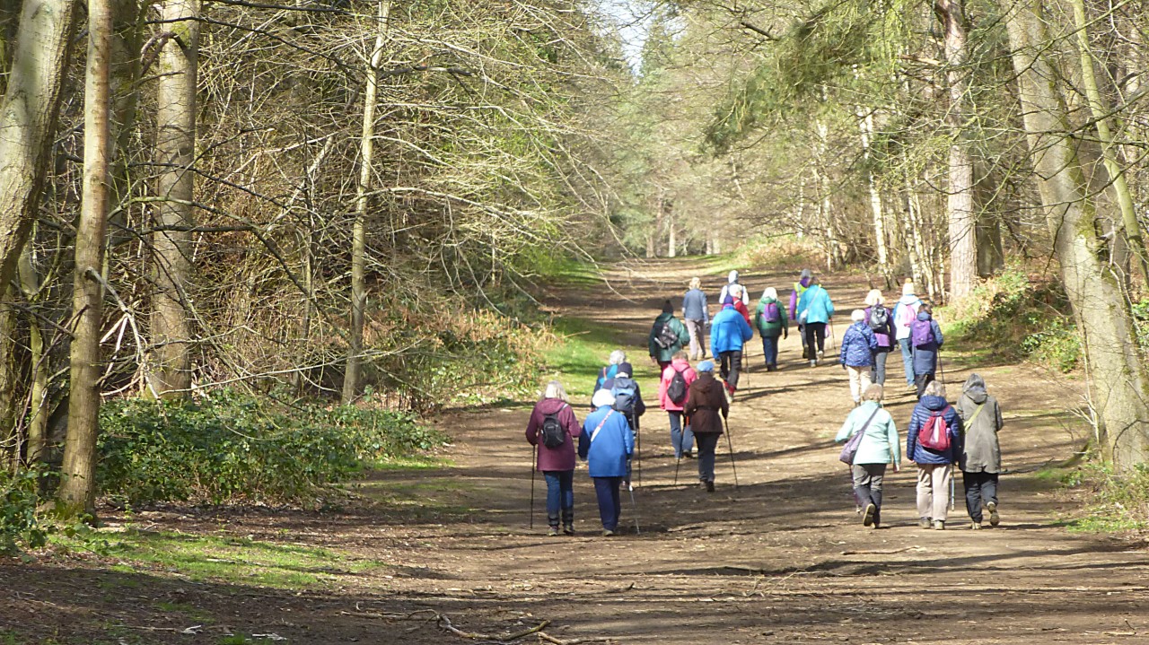 Harlestone Firs