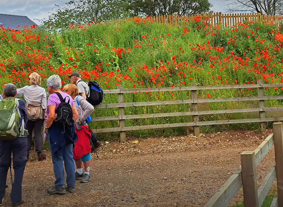 23.06 Paulerspury poppies