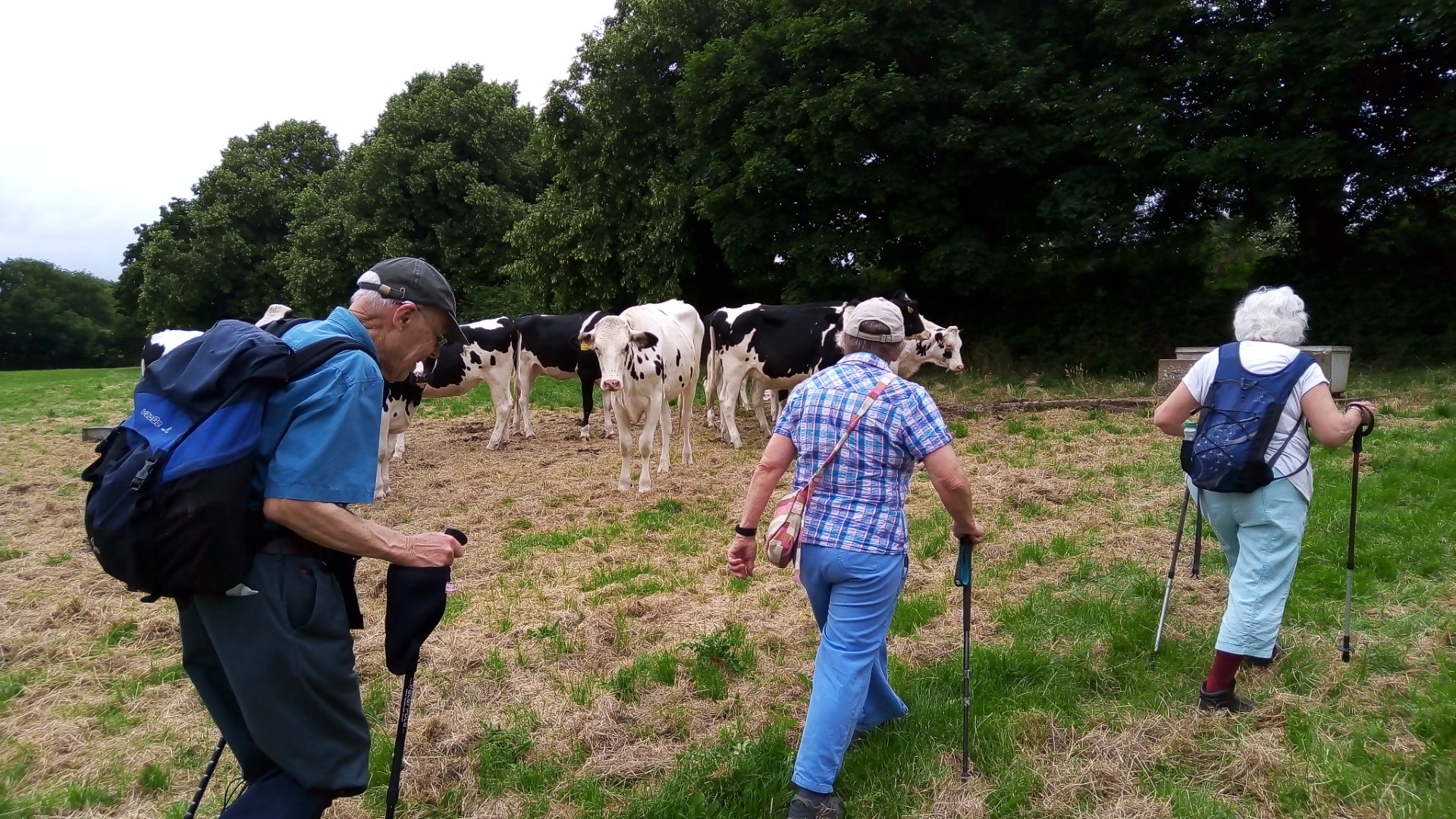 24.97 Odell, walking with cows for company