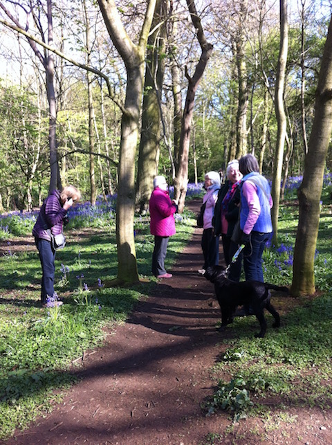 Bluebells in Grangewood Park