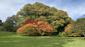 22.10 Autumn trees