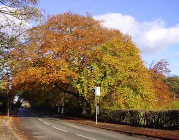 Autumn in Harwood