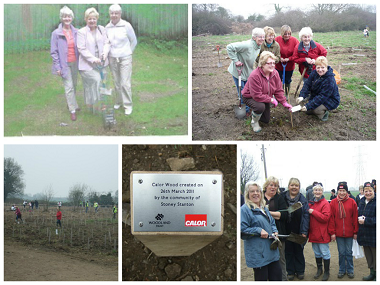 Tree planting at Calor Wood