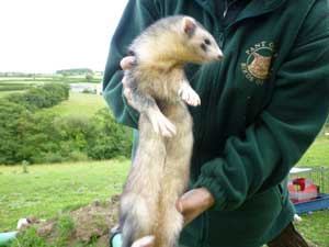 Where-did-the-ferret-come-from