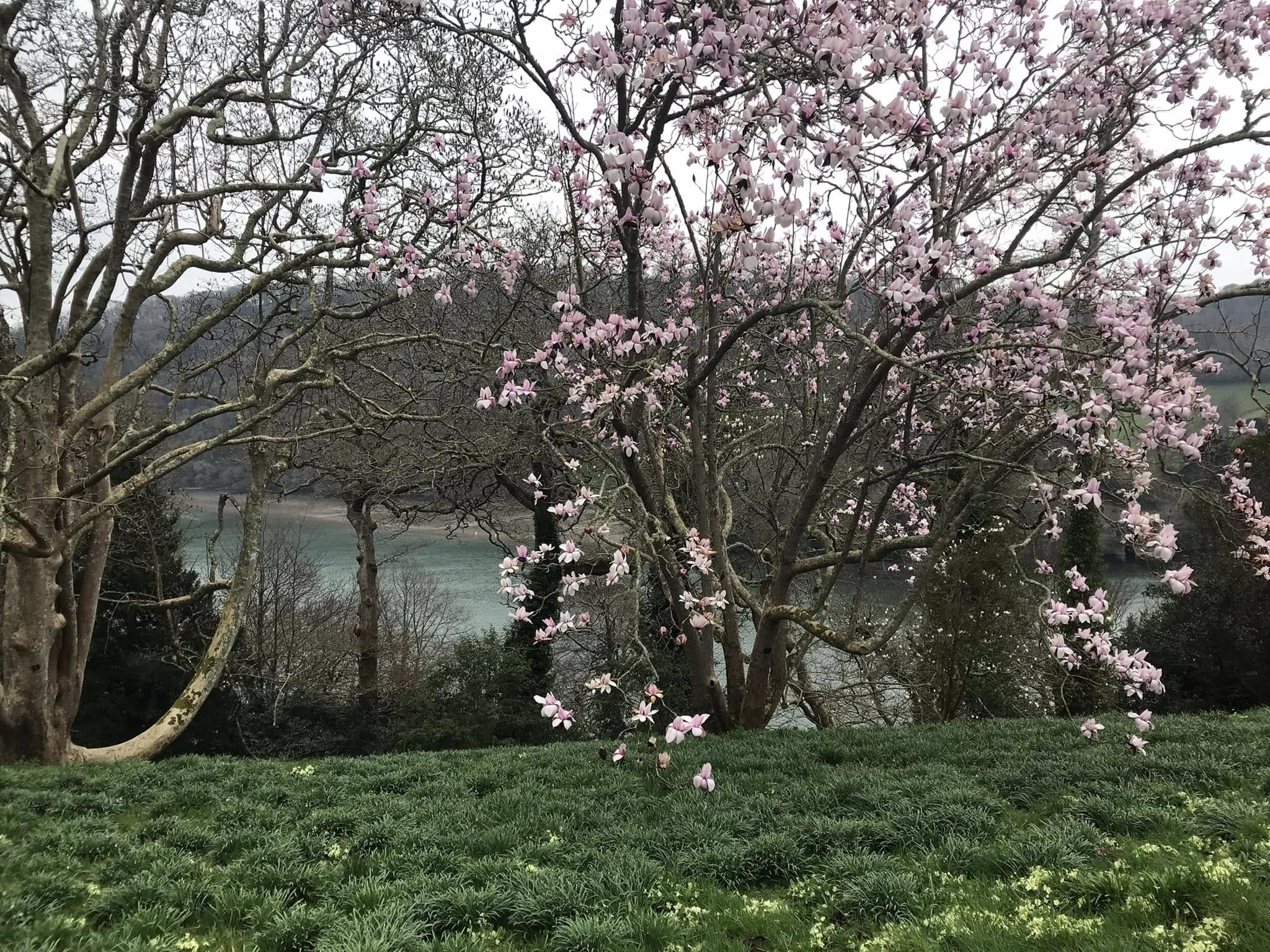 Magnolia tree