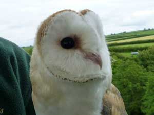 Barn-Owl-02
