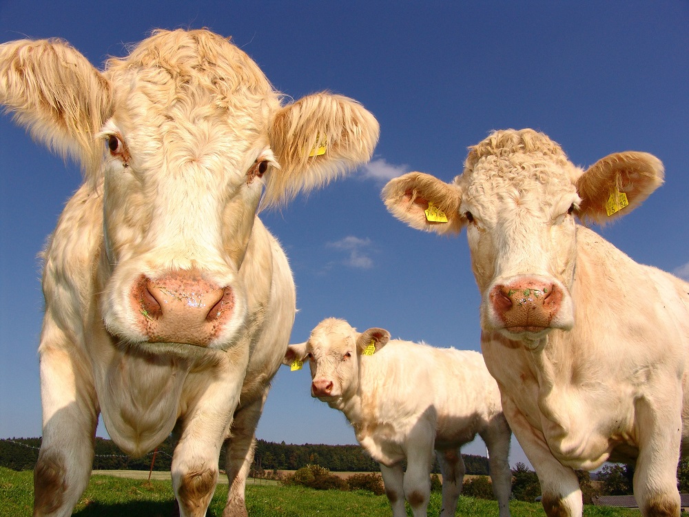 Three blonde cows standing on a meadow