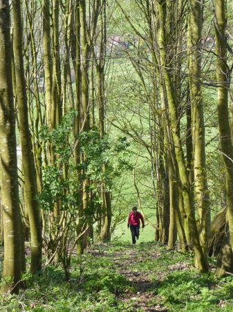 Path through Bramber Beeches