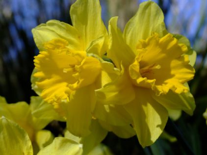 Daffodil