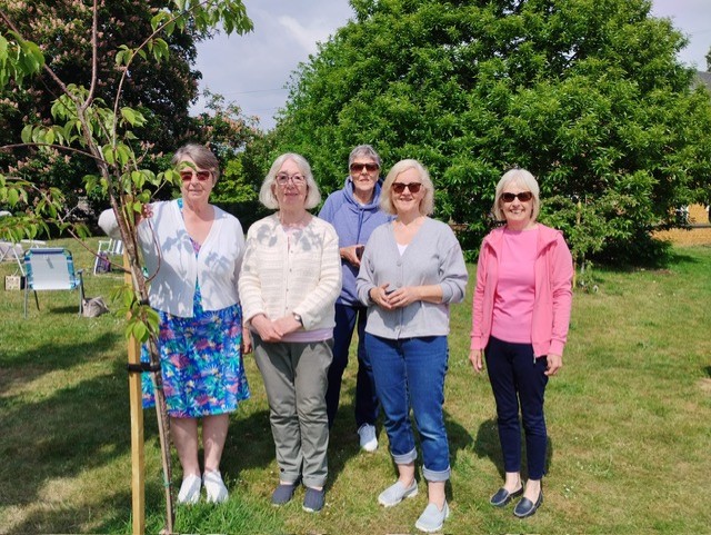 Planting the cherry tree