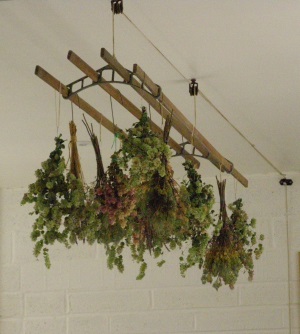 Herbs drying