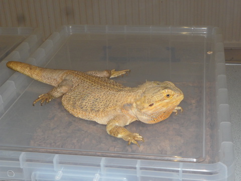 Bearded Dragon