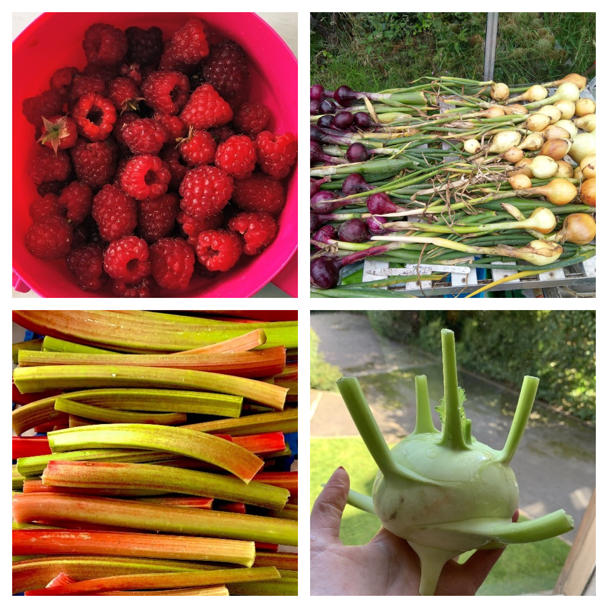 A collage showing Kohlrabi, Rhubarb, Raspberries and Onions