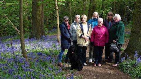 Bluebell Walk