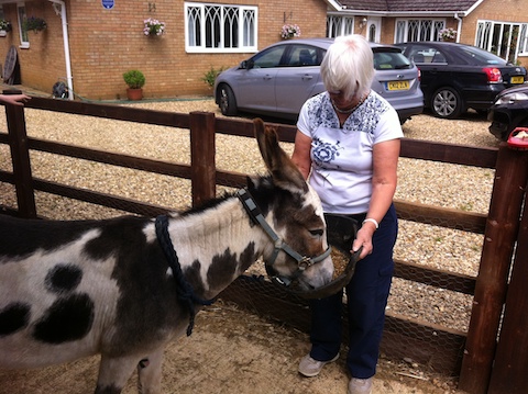 Donkey Sanctuary Visit