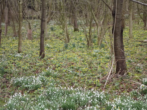 Pavenham Churchyard