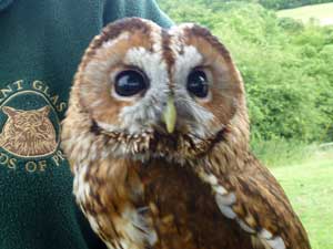 Tawny-Owl