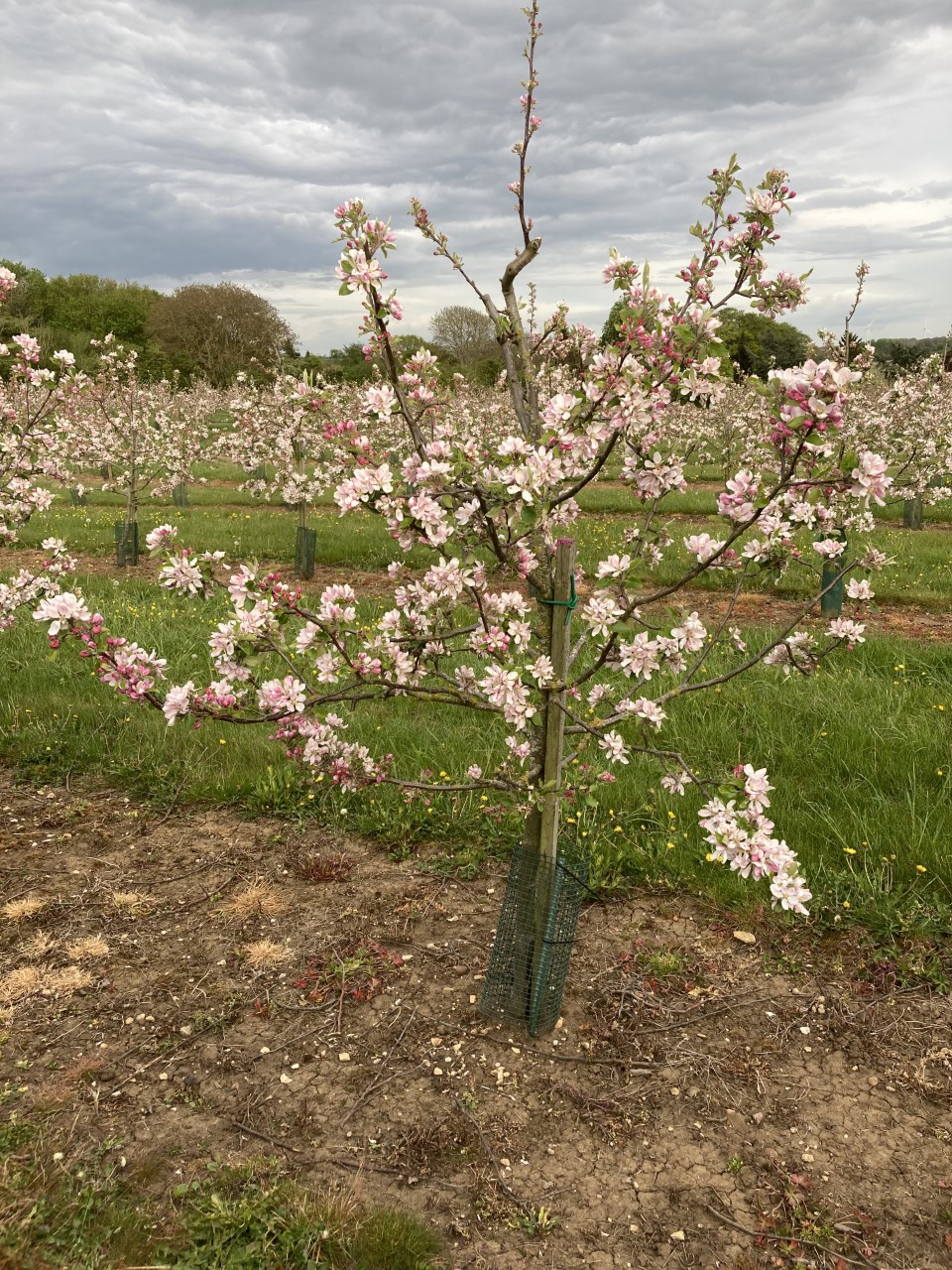 Cider apple tree