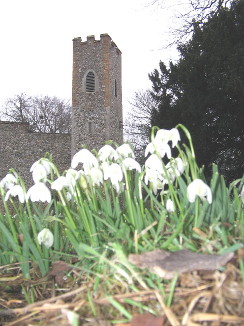 snowdrops