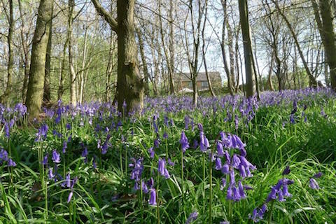 Bluebell Walk