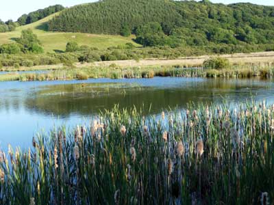 Cors Caron