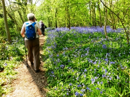 Bluebells in Hollington Wood