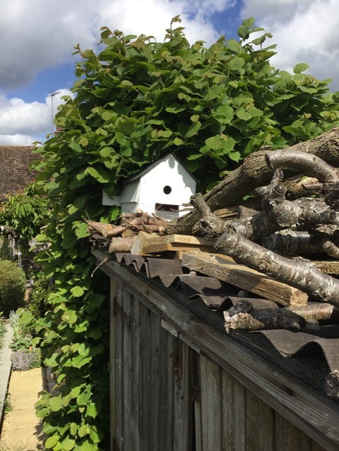 Nesting box taken over by bees