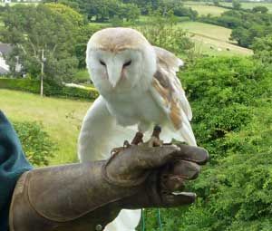 Barn-Owl-01