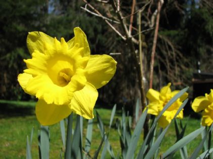 Daffodil