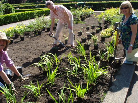 Planting out the Jubilee bed