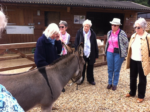 Donkey Sanctuary Visit