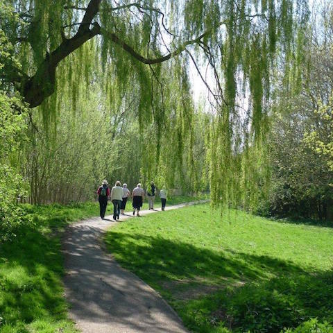 Bluebell Walk