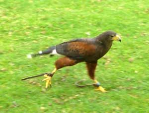 Hawk-is-he-running-away-02