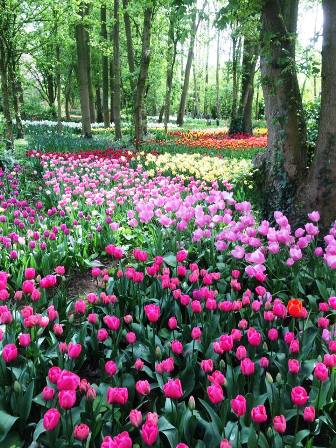 Beautiful tulips