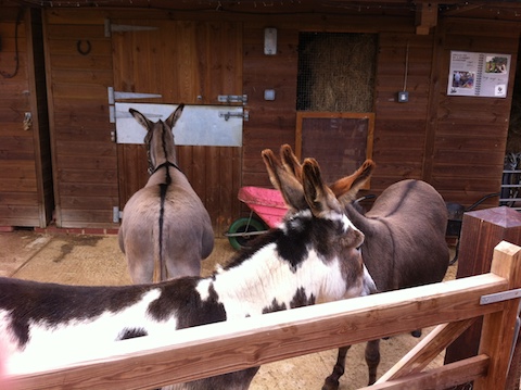 Donkey Sanctuary Visit