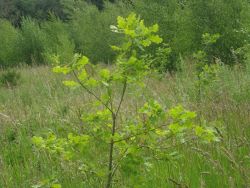 One of the thriving oaks