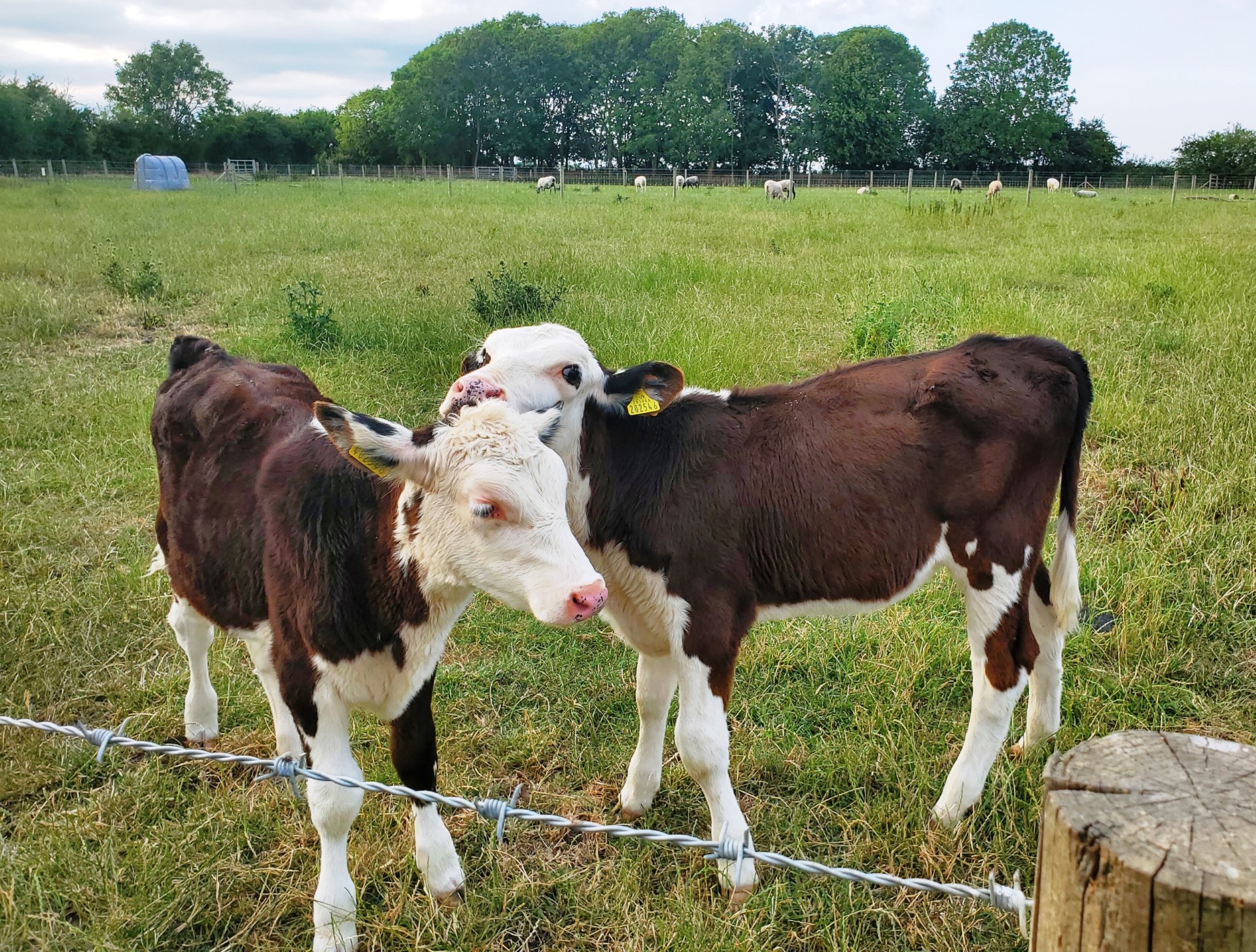 Calves at Woad Farm
