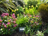 Flowerbed in Springtime